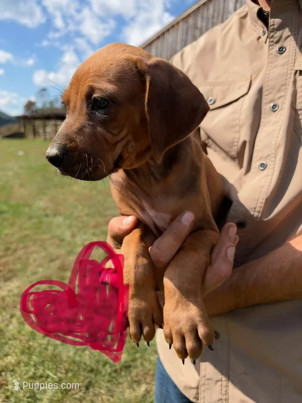Female 2 – Rhodesian Ridgeback puppy for sale in Statesville, NC