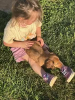 Long Hair Red DK Male, a male Miniature Dachshund for sale in Statesville, NC – Photo 2 of 5