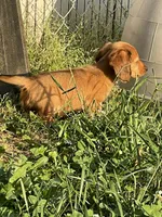 Long Hair Red DK Male, a male Miniature Dachshund for sale in Statesville, NC – Photo 5 of 5