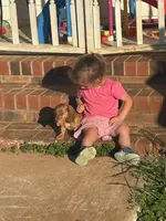 Long Hair Red DK Male, a male Miniature Dachshund for sale in Statesville, NC – Photo 3 of 5