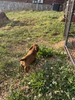 Long Hair Red DK Male, a male Miniature Dachshund for sale in Statesville, NC – Photo 4 of 5