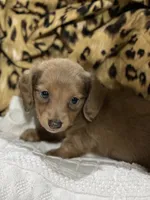 LH Female, a female Miniature Dachshund for sale in Statesville, NC – 3 of 4
