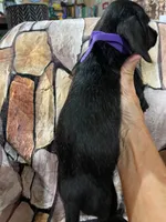 Smaller wire female, a female Miniature Dachshund for sale in Statesville, NC – 3 of 5