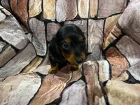 LH Black & Tan Male, a male Miniature Dachshund for sale in Statesville, NC – 3 of 7