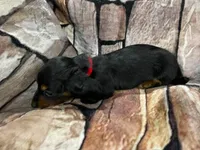 LH Black & Tan Male, a male Miniature Dachshund for sale in Statesville, NC – 2 of 7