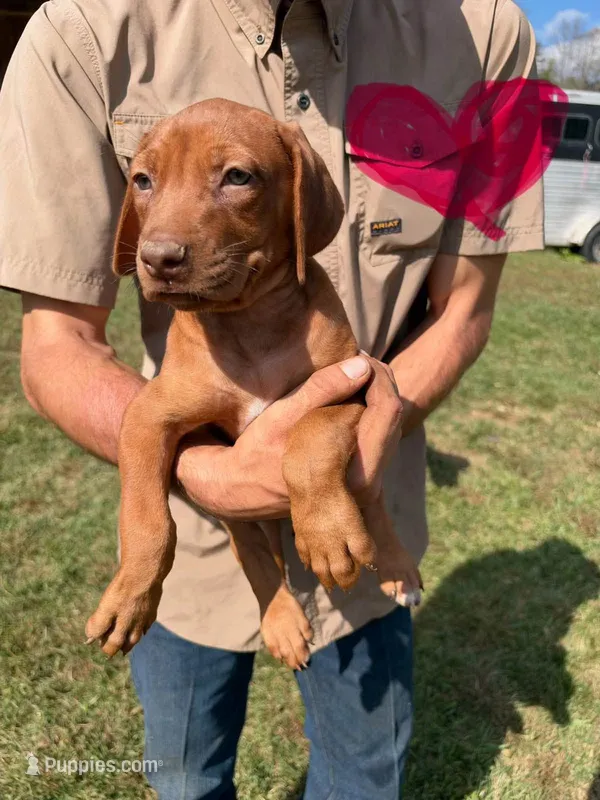 Female 1 – Rhodesian Ridgeback puppy for sale in Statesville, NC