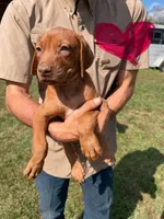 Female 1, a female Rhodesian Ridgeback for sale in Statesville, NC – 1 of 3