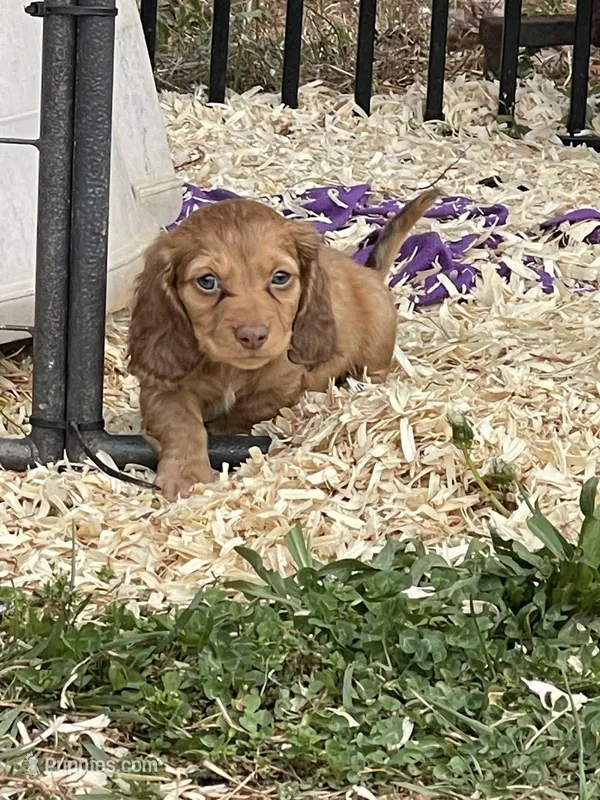 Faith LH Mae – Miniature Dachshund puppy for sale in Statesville, NC