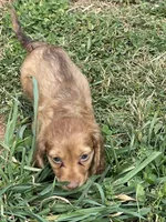 Faith LH Mae, a male Miniature Dachshund for sale in Statesville, NC – Photo 4 of 5