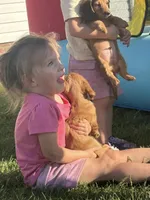 Long Hair Cream/Red, a male Miniature Dachshund for sale in Statesville, NC – Photo 5 of 5