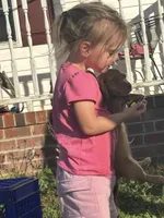 Faith LH Mae, a male Miniature Dachshund for sale in Statesville, NC – Photo 2 of 5