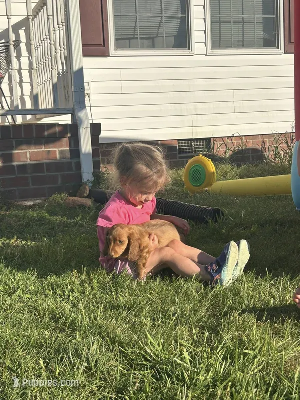 Long Hair Cream/Red, a male Miniature Dachshund for sale in Statesville, NC – Photo 1 of 5