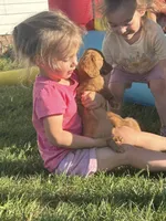 Long Hair Cream/Red, a male Miniature Dachshund for sale in Statesville, NC – Photo 4 of 5