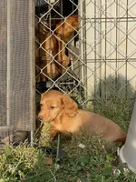 Long Hair Cream/Red, a male Miniature Dachshund for sale in Statesville, NC – Photo 2 of 5