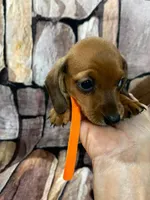 Tiny Red SH Female, a female Miniature Dachshund for sale in Statesville, NC – 2 of 8