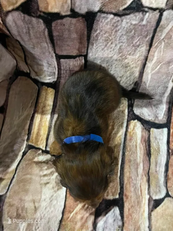 LH Male – Miniature Dachshund puppy for sale in Statesville, NC