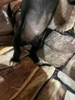 Black wire male with white toes, a male Miniature Dachshund for sale in Statesville, NC – 3 of 5
