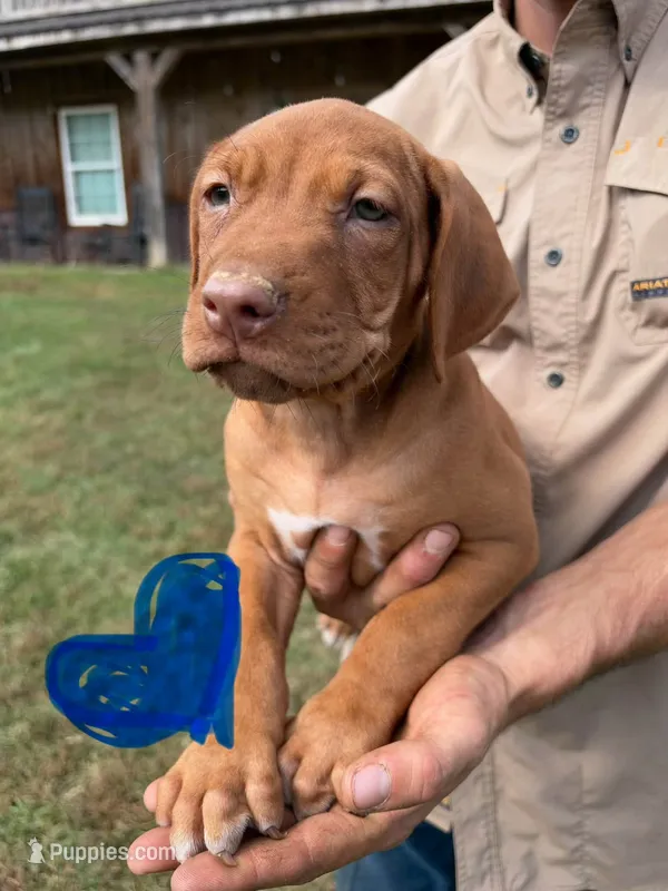 Male 2 – Rhodesian Ridgeback puppy for sale in Statesville, NC