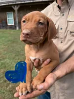 Male 2, a male Rhodesian Ridgeback for sale in Statesville, NC – 1 of 3