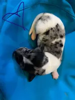 Dapple Piebald Male, a male Miniature Dachshund for sale in Statesville, NC – Photo 1 of 3