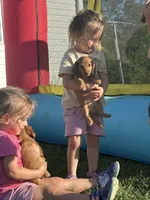 Faith LH Mae, a male Miniature Dachshund for sale in Statesville, NC – Photo 3 of 5