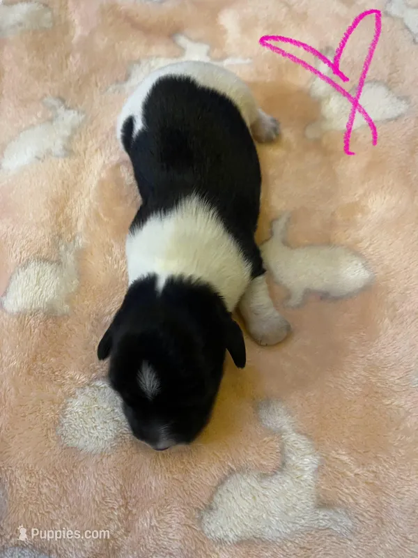 Female Piebald w/white spot on head, a female Miniature Dachshund for sale in Statesville, NC – Photo 1 of 3