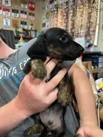 Black & Brindle wire male, a female Miniature Dachshund for sale in Statesville, NC – 2 of 4