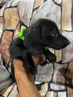Black Wire Male, a male Miniature Dachshund for sale in Statesville, NC – 2 of 4