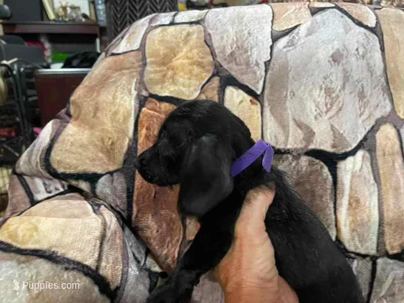 Smaller wire female – Miniature Dachshund puppy for sale in Statesville, NC