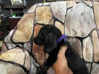 Smaller wire female, a female Miniature Dachshund for sale in Statesville, NC – 1 of 5