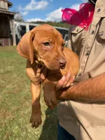 Female 3, a female Rhodesian Ridgeback for sale in Statesville, NC – 2 of 3