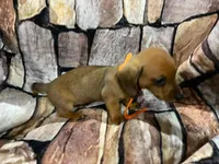 Tiny Red SH Female, a female Miniature Dachshund for sale in Statesville, NC – 1 of 8
