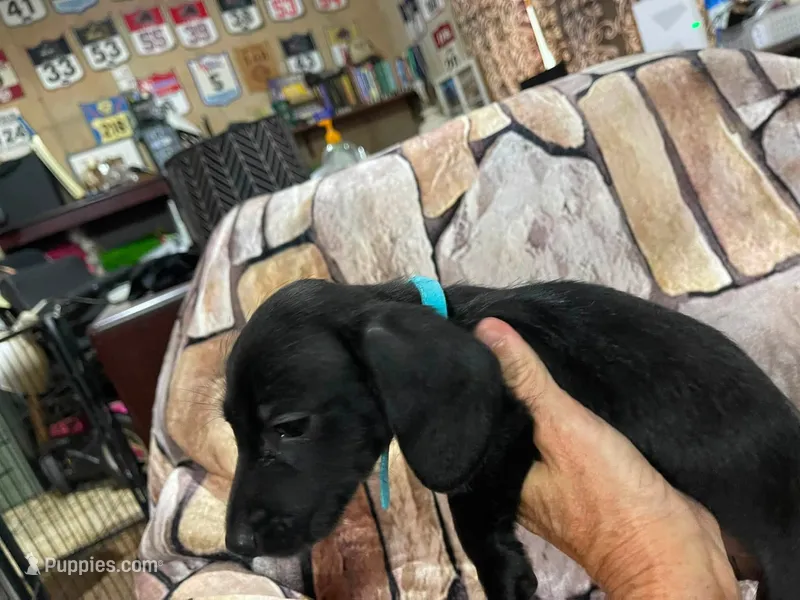 Black wire male with white toes – Miniature Dachshund puppy for sale in Statesville, NC