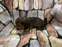 LH Male, a male Miniature Dachshund for sale in Statesville, NC – 4 of 7
