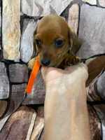 Tiny Red SH Female, a female Miniature Dachshund for sale in Statesville, NC – 4 of 8