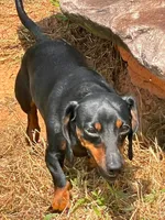 LH Black & Tan Male, a male Miniature Dachshund for sale in Statesville, NC – 5 of 7