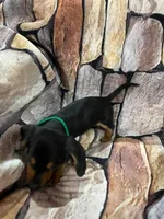 Tiny SH Male, a male Miniature Dachshund for sale in Statesville, NC – 2 of 6