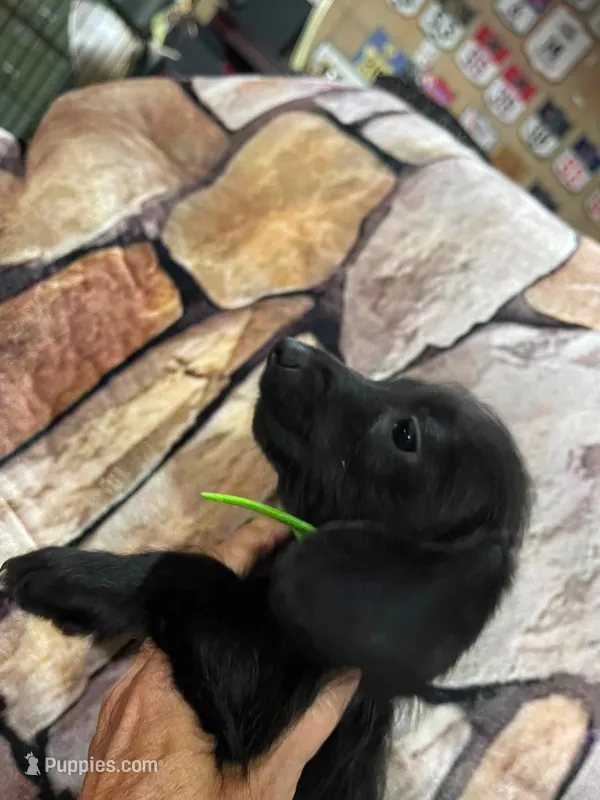 Black Wire Male – Miniature Dachshund puppy for sale in Statesville, NC