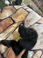 Black Wire Male, a male Miniature Dachshund for sale in Statesville, NC – 1 of 4