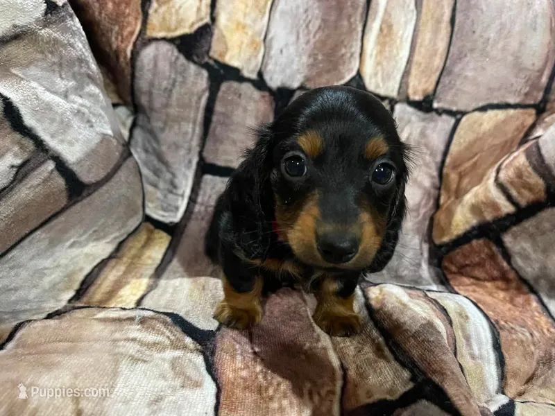 LH Black & Tan Male – Miniature Dachshund puppy for sale in Statesville, NC