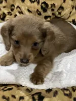 LH Female, a female Miniature Dachshund for sale in Statesville, NC – 4 of 4