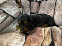 LH Black & Tan Male, a male Miniature Dachshund for sale in Statesville, NC – 4 of 7