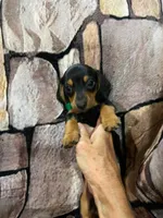 Tiny SH Male, a male Miniature Dachshund for sale in Statesville, NC – 3 of 6