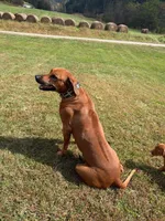 Male 2, a male Rhodesian Ridgeback for sale in Statesville, NC – 3 of 3