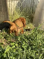 Long Hair Cream/Red, a male Miniature Dachshund for sale in Statesville, NC – Photo 3 of 5