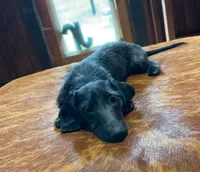 Black & Brindle wire male, a female Miniature Dachshund for sale in Statesville, NC – 4 of 4