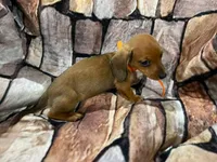 Tiny Red SH Female, a female Miniature Dachshund for sale in Statesville, NC – 3 of 8