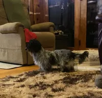 Wire Female, a female Miniature Dachshund for sale in Statesville, NC – 2 of 3