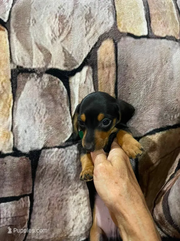 Tiny SH Male – Miniature Dachshund puppy for sale in Statesville, NC