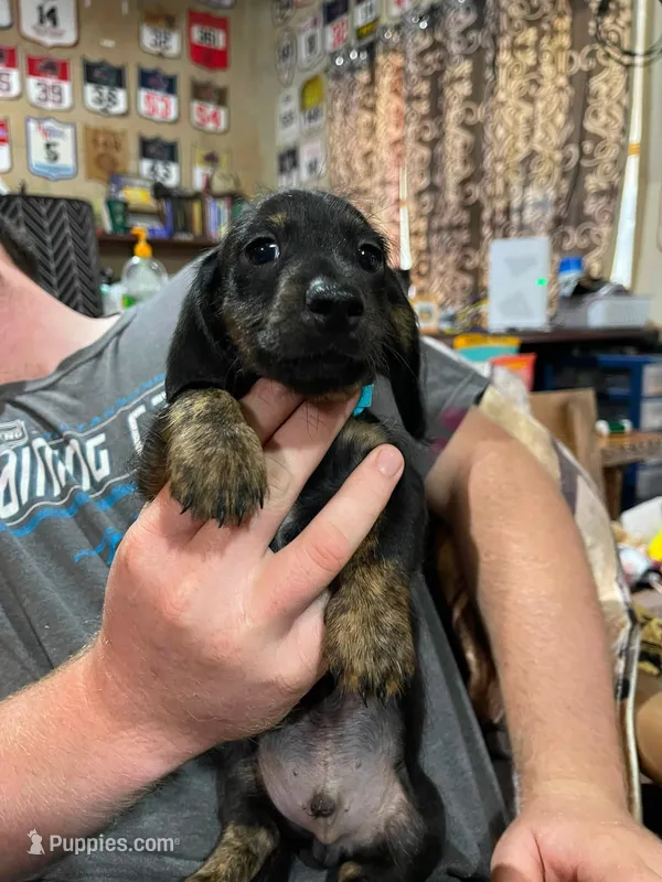 Black & Brindle wire male – Miniature Dachshund puppy for sale in Statesville, NC